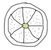 Sinaasappel